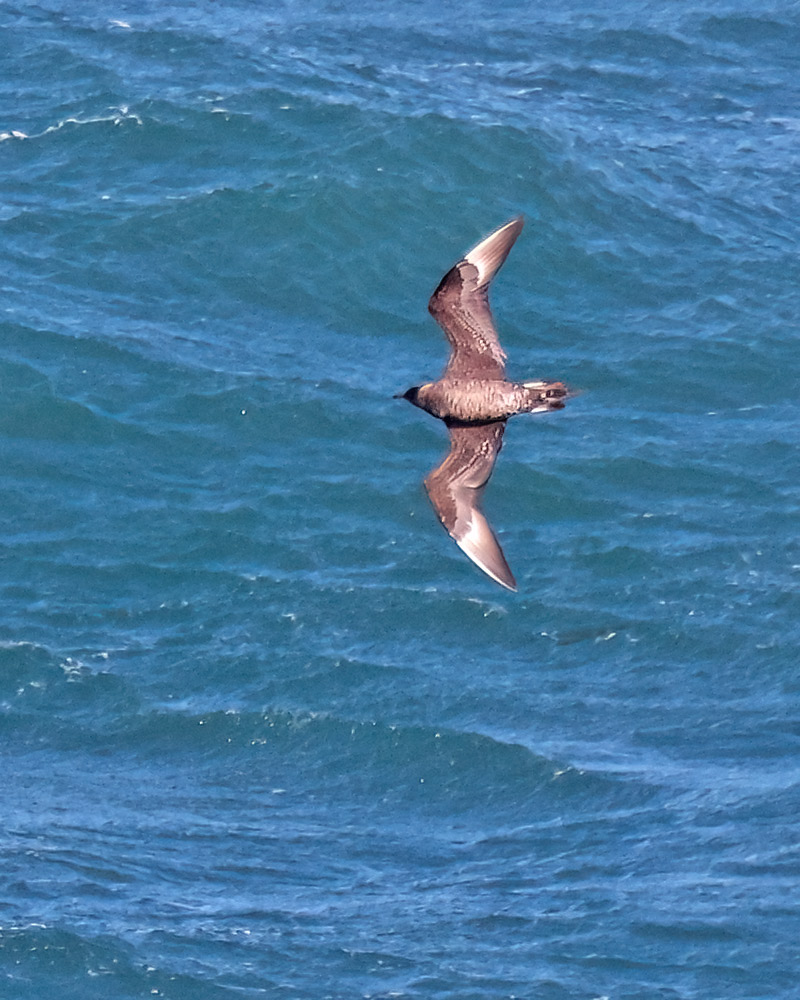 Arctic skua